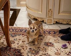 Çixuaxua (cütləşdirmək üçün)