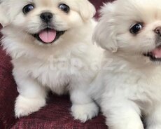 Pekines