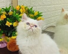 Pers pişiyi